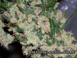 graines de cannabis paypal