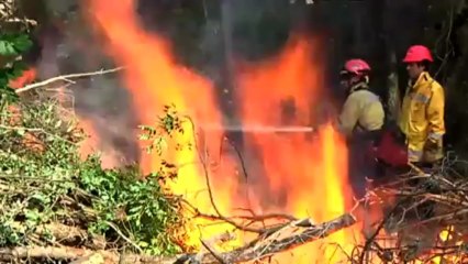 Incendis forestals, adaptar-s'hi o morir