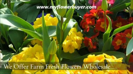 Buy Farm Fresh Wholesale Flowers Online