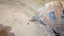 Tortoises Being Trained to Move Faster
