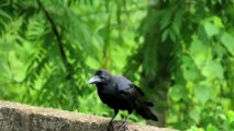 UK Crows Waking Residents by Pecking Cars