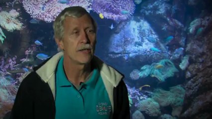 SEA LIFE Sydney Aquarium celebrates 25 years