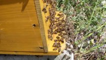 Capture d'un essaim - observation de la planche d'envol - 26/06/2013