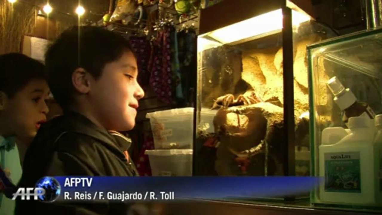 Vogelspinnen tausendfach - pelztiere fürs heim?