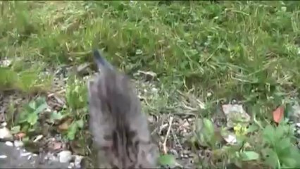 Nos chatons d'un mois