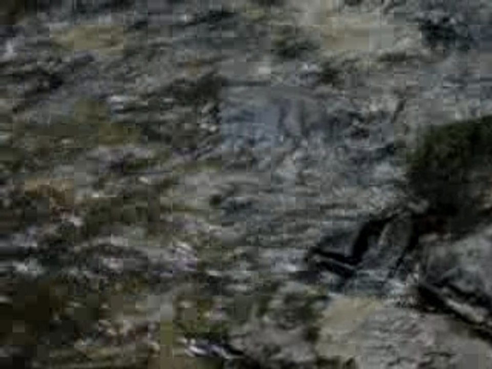 truite relachée