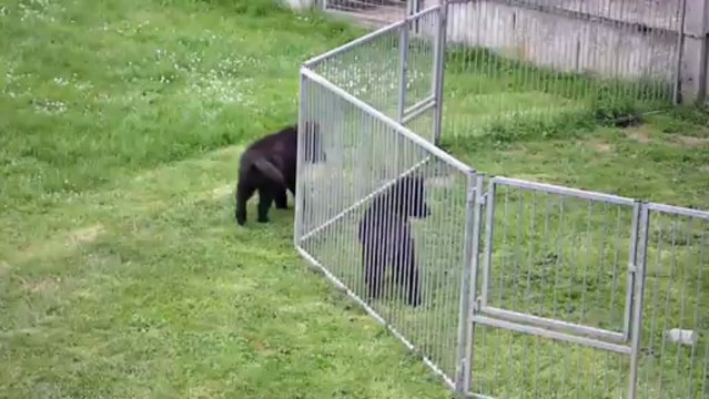 26 juin 2013 (9 semaines) : derniers jeux d'Isis avec ses frères avant de partir