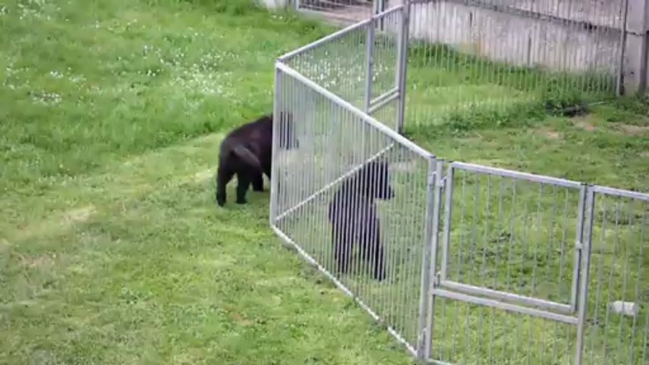 26 juin 2013 (9 semaines) : derniers jeux d'Isis avec ses frères avant de partir