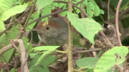 Descubren nueva especie