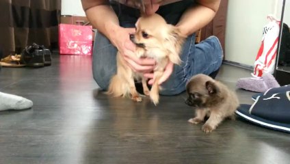 J1. Igloo à Lognes qui se détend un peu (7/9)