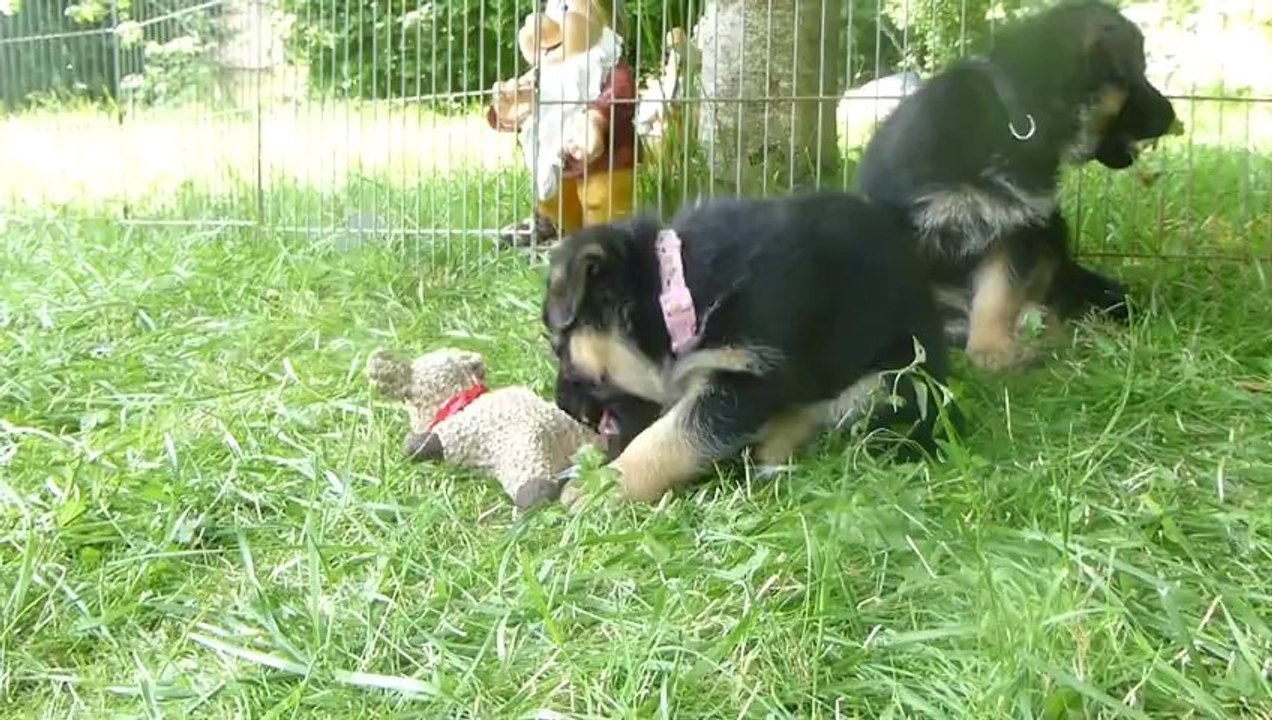 Chiots berger allemand