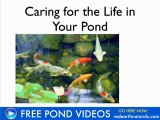 Cleaning Ponds with Pond Straw - Video Training