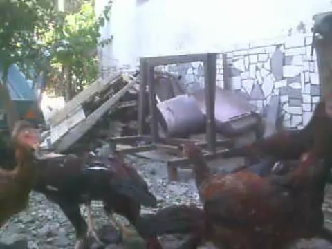 Tavuk tüylünün 2013 ocak-şubat-mart yavruları