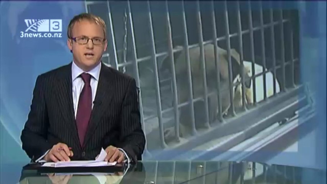 Bruno le chien qui attaque les pneus de voiture