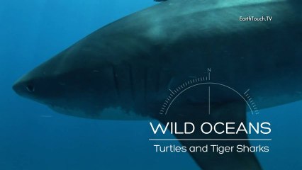 On the Hunt for Tiger Sharks