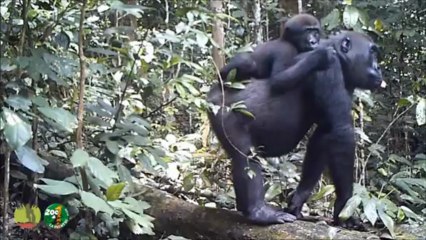 Les gorilles de Bambidie Part IX