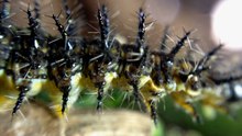 Caterpillar Closeup