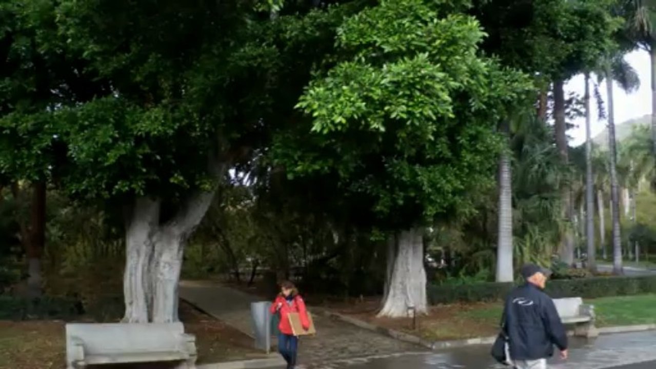 JARDIN BOTANIQUE --  SANTA CRUZ -- ÎLE DE TENERIFE (CANARIES) en MARS 2013
