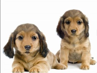 Talking Dog Video: Demo Video