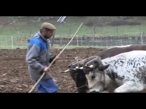 Labour et préparation du sol avec deux paires de vaches à Raucoules en Haute-Loire chez Bernard Chambert.