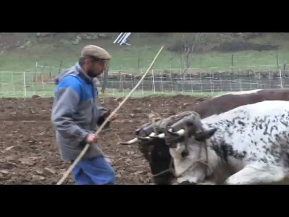 Labour et préparation du sol avec deux paires de vaches à Raucoules en Haute-Loire chez Bernard Chambert.