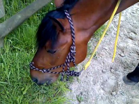 Mon loulou qui broute ♥