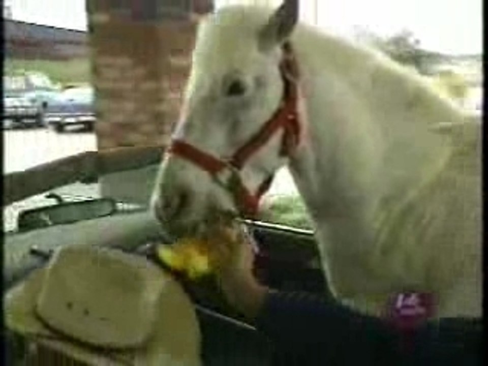 Patches the horse