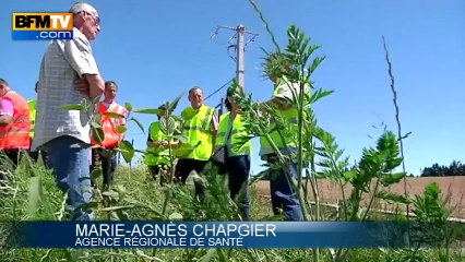 L'ambroisie, une plante très allergène - 27/06