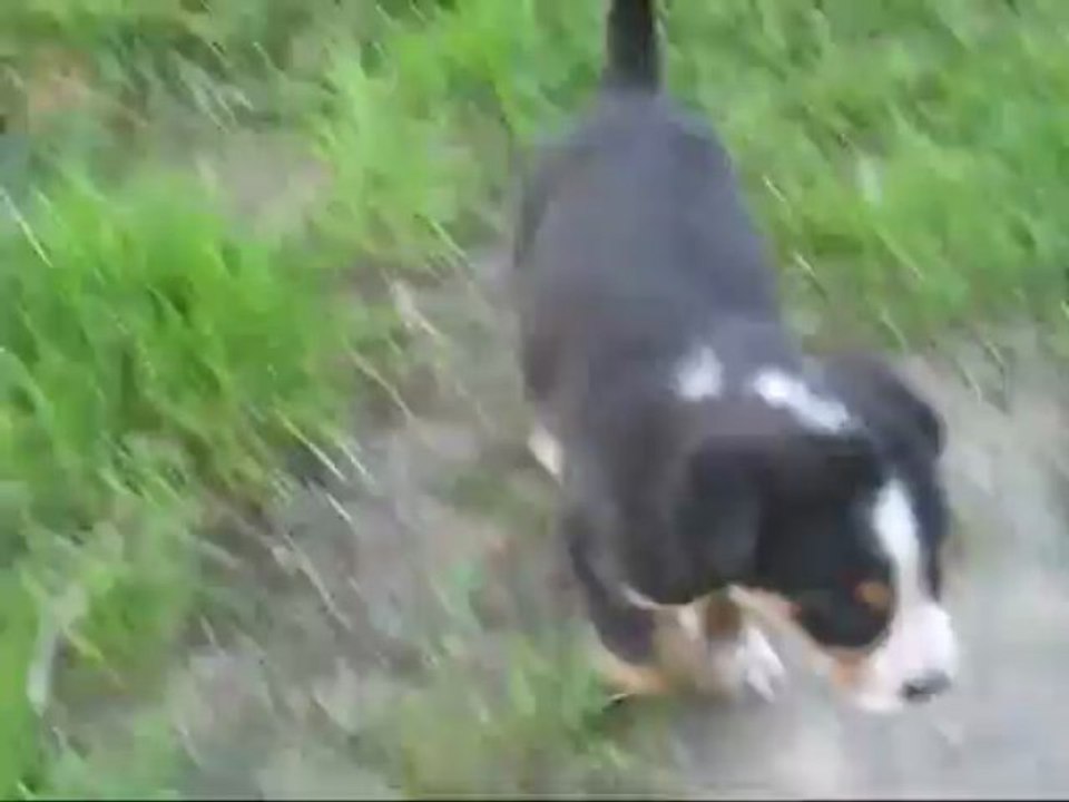 Femelle GBS 6 semaine Eclipse x Marko