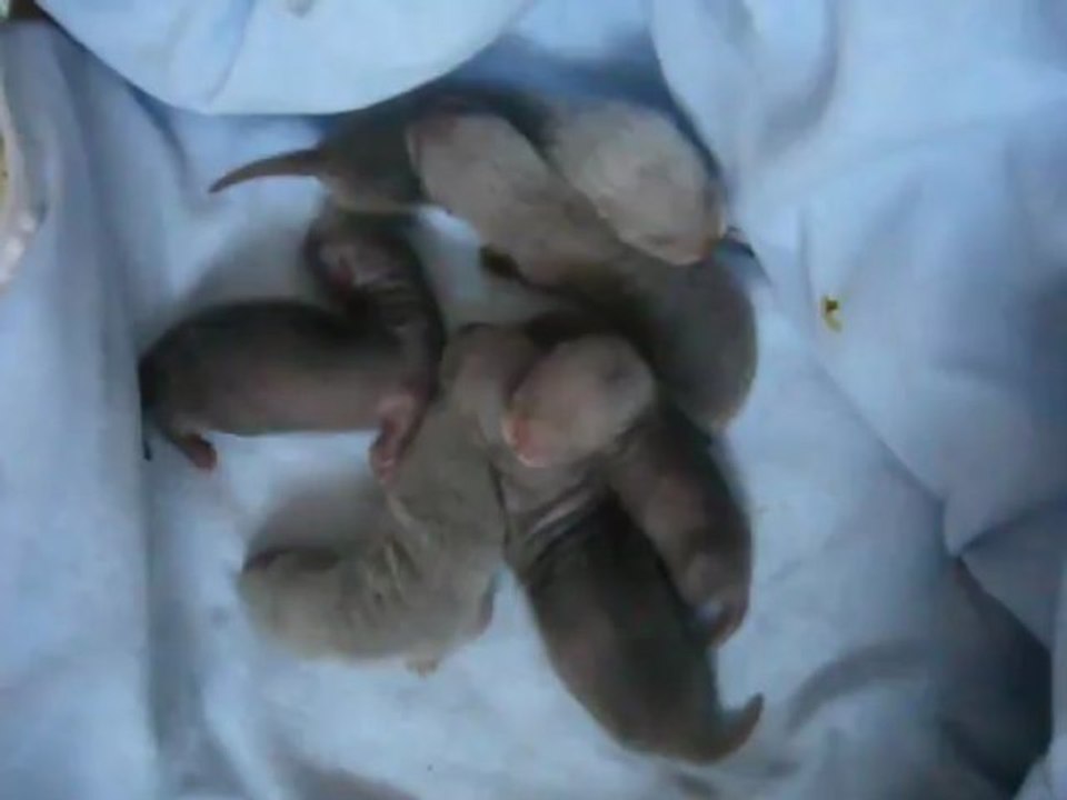 Bebes de Shenzi et Elliot