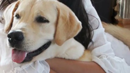 Veterinary Services Overland Park