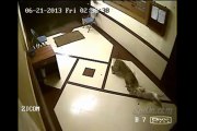 A leopard attacks a dog and kill the poor pet!