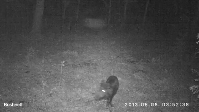 Sanglier d été Bois Hussigny