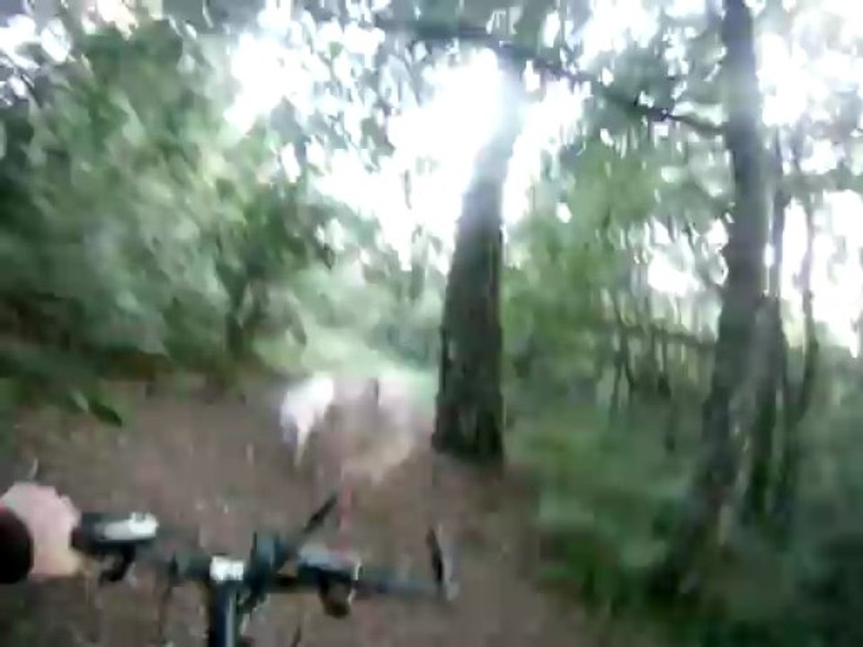 CANI VTT A 4 CHIENS