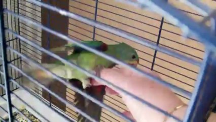 titi sur mon bras 002