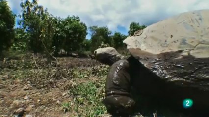 Galápagos, el reino de los tiburones gigantes