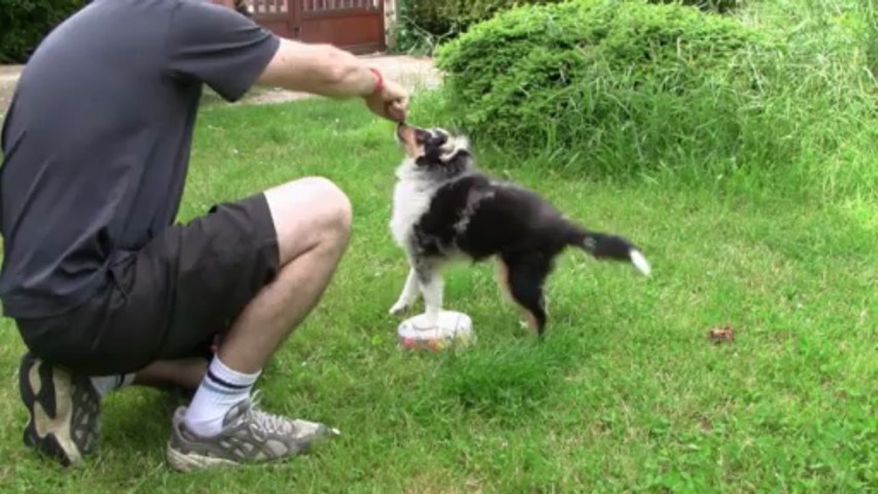 iokko apprentissage heeling sceance 6 - 4 mois et demi