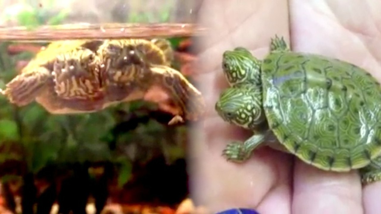 Meet Thelma & Louise: The Two-Headed Texas Cooter