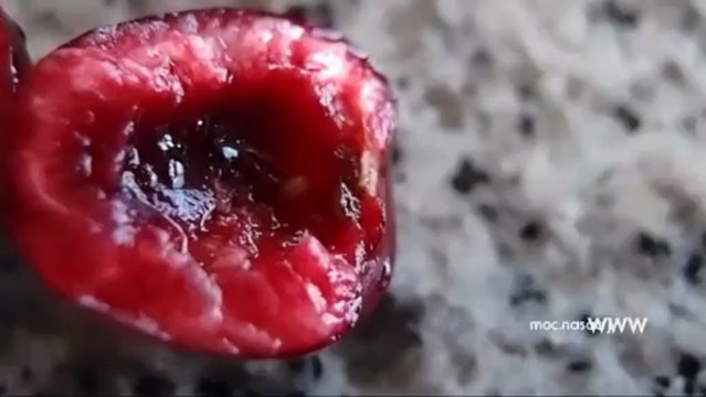 gusano de las cerezas