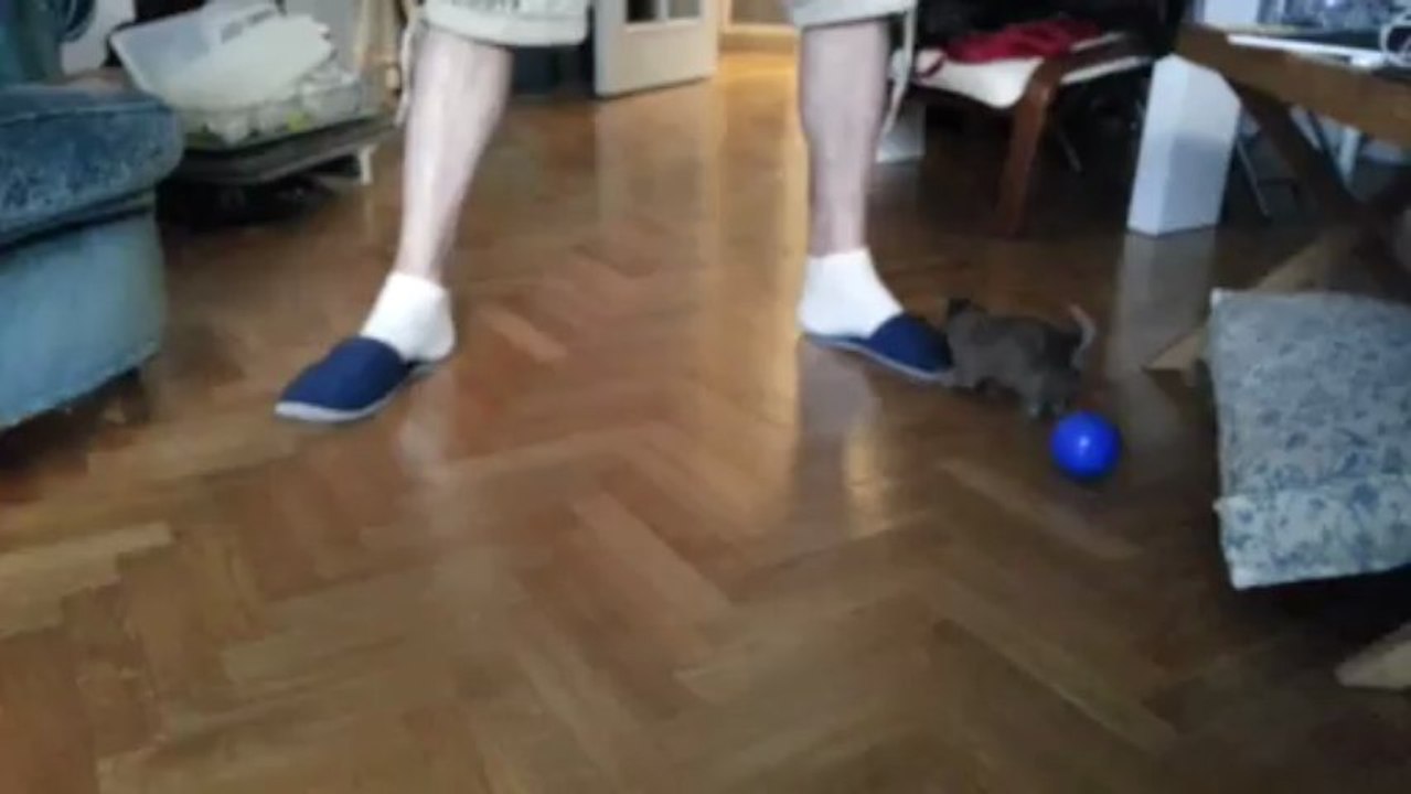 J11. La balle bleu c'est pas sa tasse