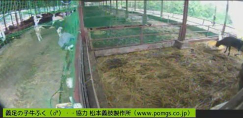 20130619  10-00~　いちごちゃん　しず姉、岡田他たくさんのボラさん