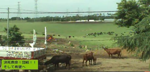 2013-06-20 15-11-牧場　痩せ牛　ガガ