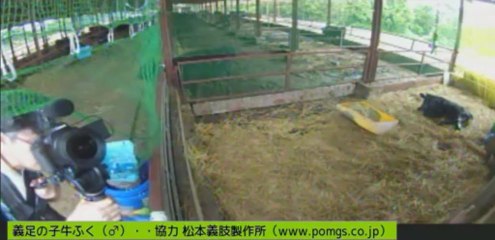 20130621  ナナちゃん、もじゃさん　カメラマンさん