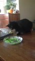 Cat is intrigued by bowl of musical peas