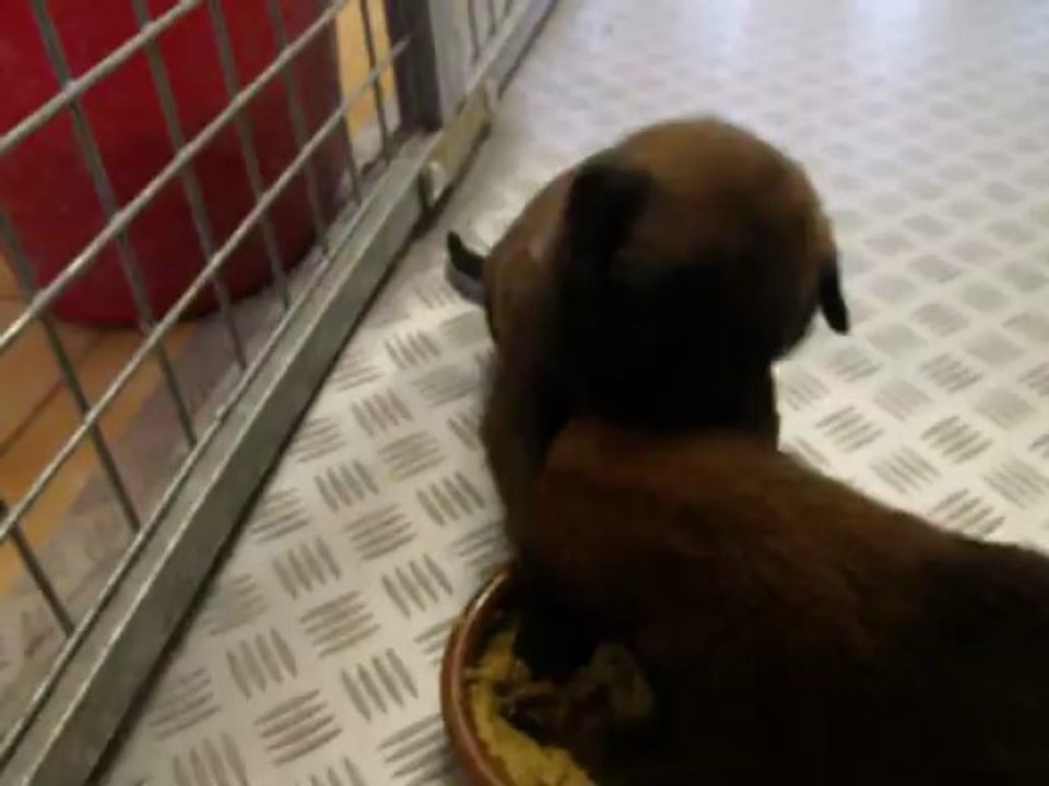 1ère bouillie des bébés malinois 3 semaines