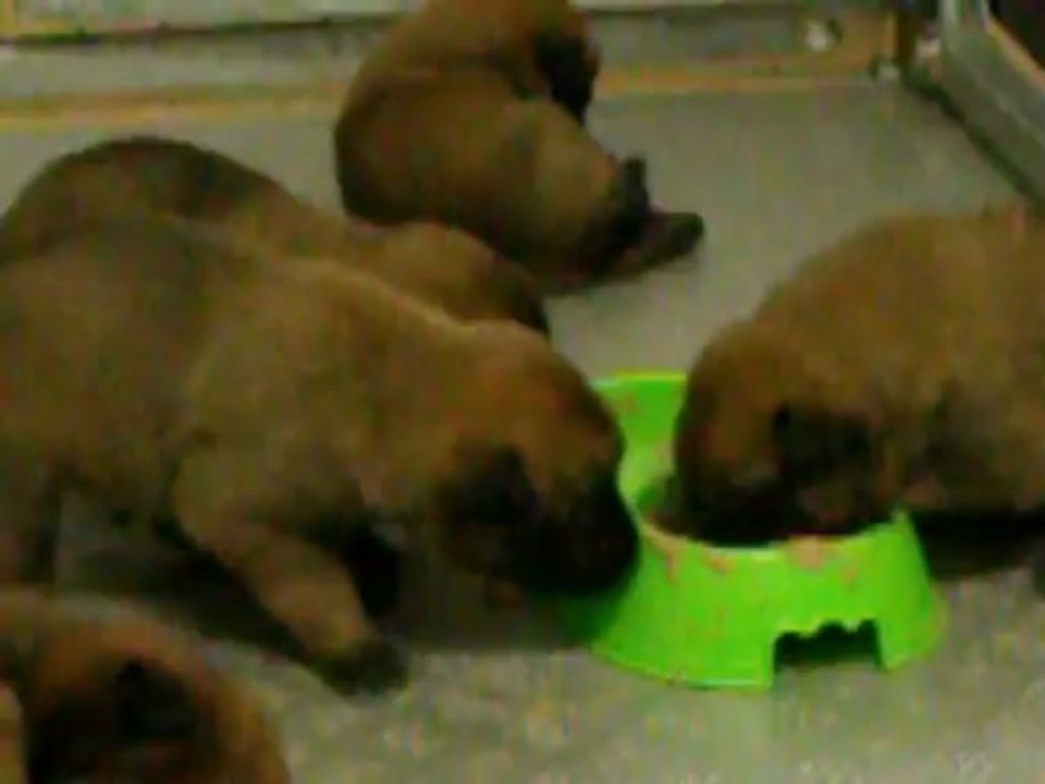 1ère bouillie des bb Gessy x Espoir = le carnage !!!! des petits cochons...