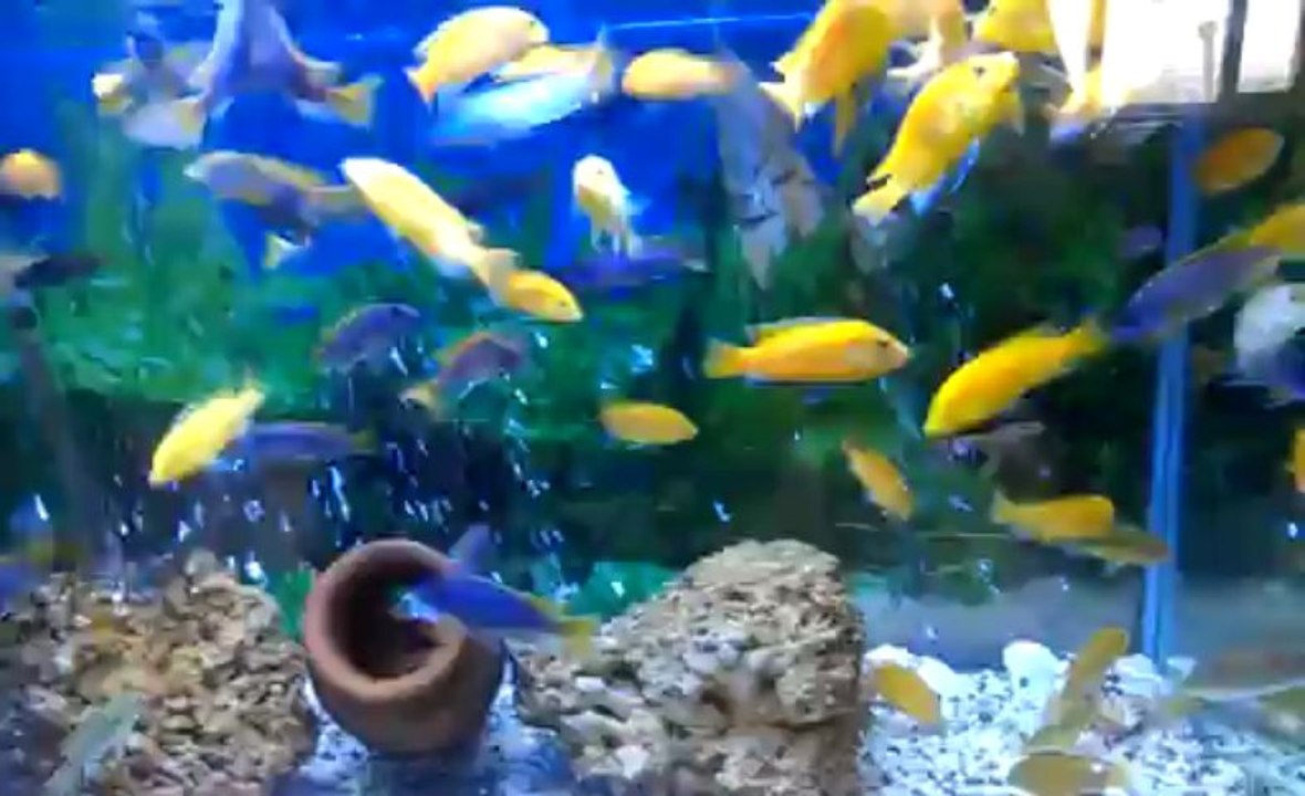 VIDEO0264