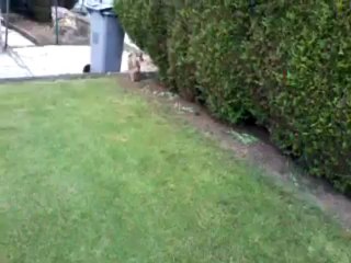Ioda joue dans le jardin ;)