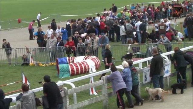 Dust in the Wind du Cèdre Enchanté Championnat de France 2013 Auch