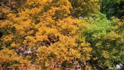 Here Comes The Sun vs. La Primavera (Photo-JPg50-720p)